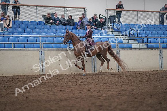 2019 Morgan Horse Show - Aug 31, 2019 - 20617