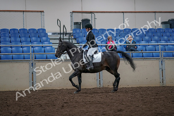 2019 Morgan Horse Show - Aug 31, 2019 - 16651