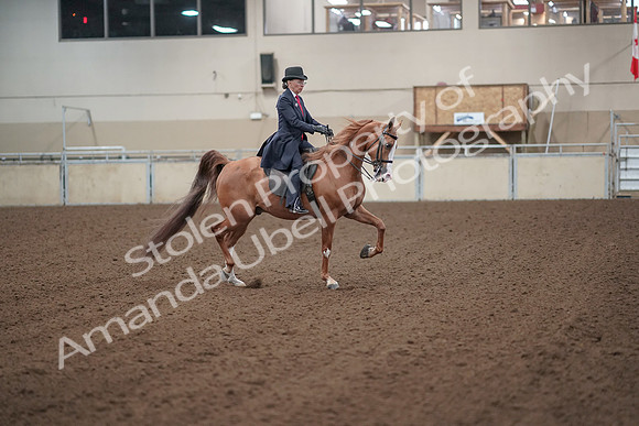 2019 Morgan Horse Show - Sept 01, 2019 - 12063