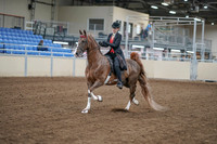 2020 - AB Morgan Horse - Fri, Sept 04 - 09502