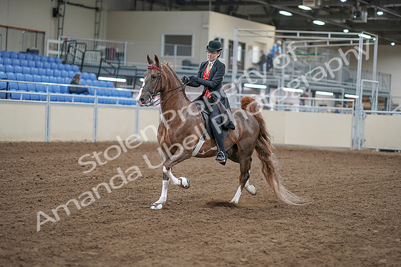 2020 - AB Morgan Horse - Fri, Sept 04 - 09502