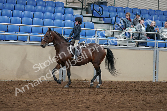 2020 - AB Morgan Horse - Sun, Sept 06 - 07902