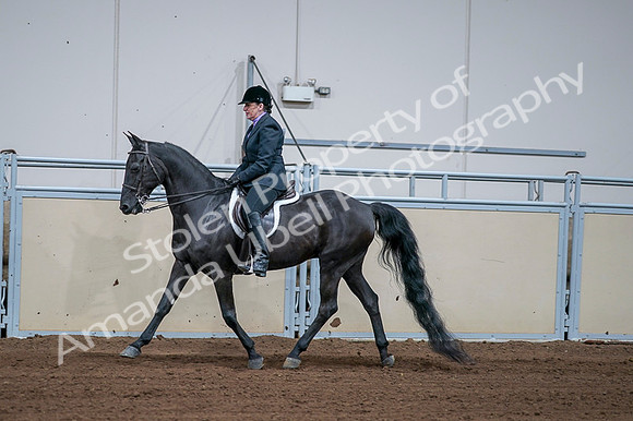 2020 - AB Morgan Horse - Fri, Sept 04 - 01577