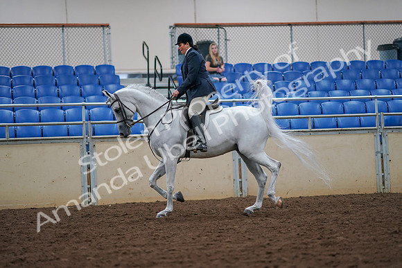 2019 Morgan Horse Show - Aug 30, 2019 - 17310