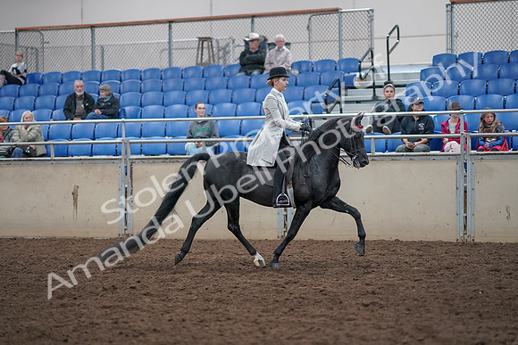 2019 Morgan Horse Show - Aug 31, 2019 - 09512
