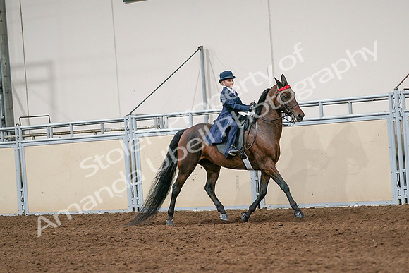 2020 - AB Morgan Horse - Sat, Sept 05 - 04829