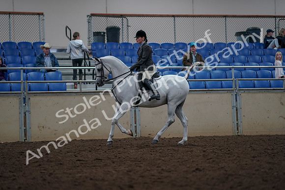 2019 Morgan Horse Show - Aug 31, 2019 - 15014