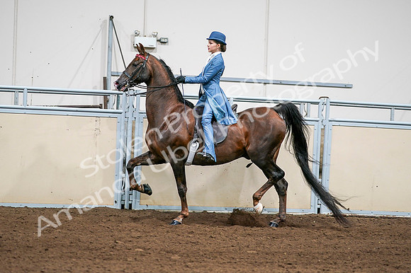 2020 - AB Morgan Horse - Fri, Sept 04 - 04951