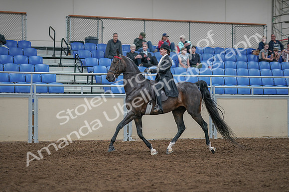 2020 - AB Morgan Horse - Fri, Sept 04 - 11350