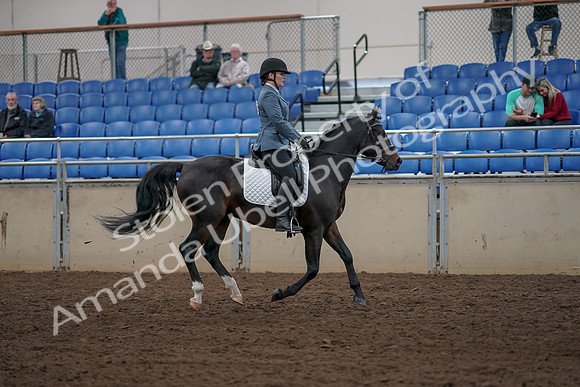 2019 Morgan Horse Show - Aug 31, 2019 - 07508