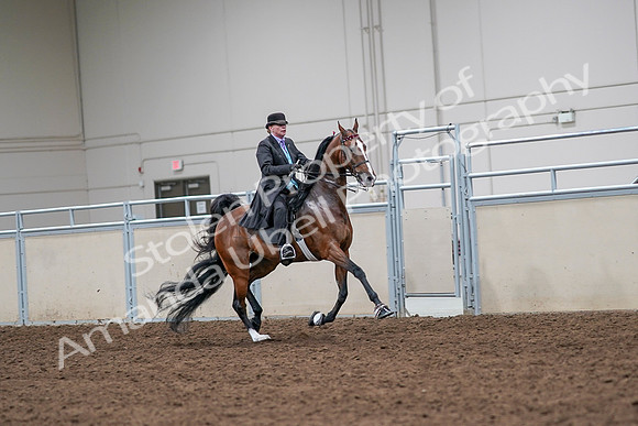 2020 - AB Morgan Horse - Sat, Sept 05 - 13192