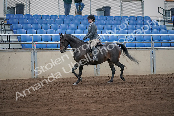 2019 Morgan Horse Show - Sept 01, 2019 - 10890_1