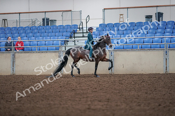 2019 Morgan Horse Show - Aug 30, 2019 - 18062