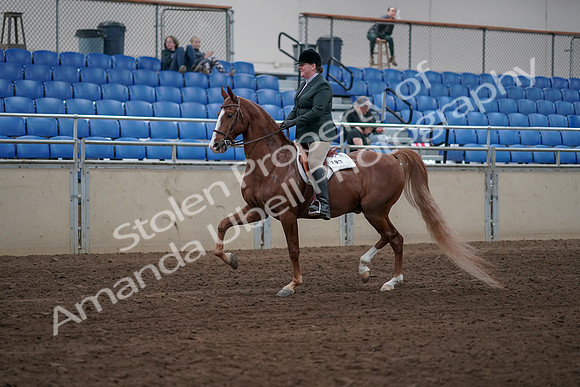 2019 Morgan Horse Show - Sept 01, 2019 - 12176
