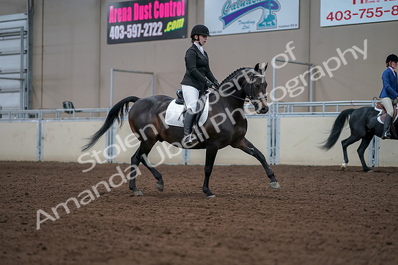 2019 Morgan Horse Show - Aug 30, 2019 - 18470