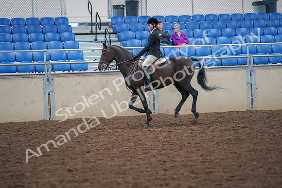 2019 Morgan Horse Show - Aug 30, 2019 - 20539