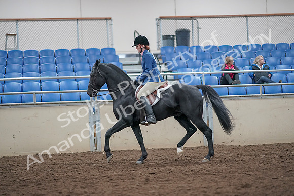 2019 Morgan Horse Show - Aug 31, 2019 - 16577