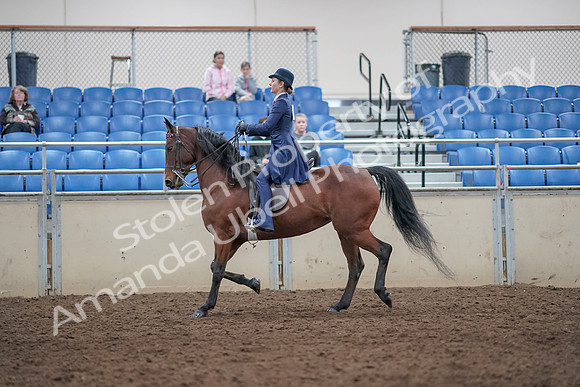 2019 Morgan Horse Show - Aug 31, 2019 - 09309