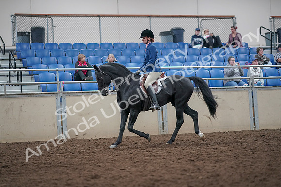 2019 Morgan Horse Show - Aug 31, 2019 - 16528