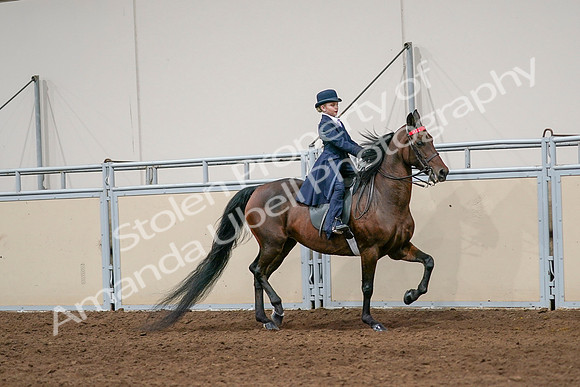 2020 - AB Morgan Horse - Sat, Sept 05 - 04840
