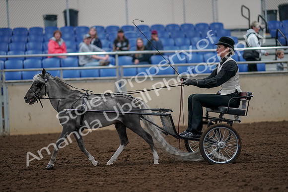 2019 Morgan Horse Show - Aug 30, 2019 - 13285