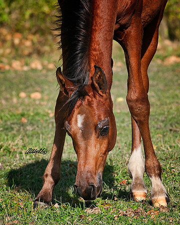 Arabians - 048