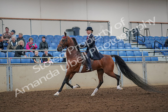 2019 Morgan Horse Show - Aug 30, 2019 - 25024