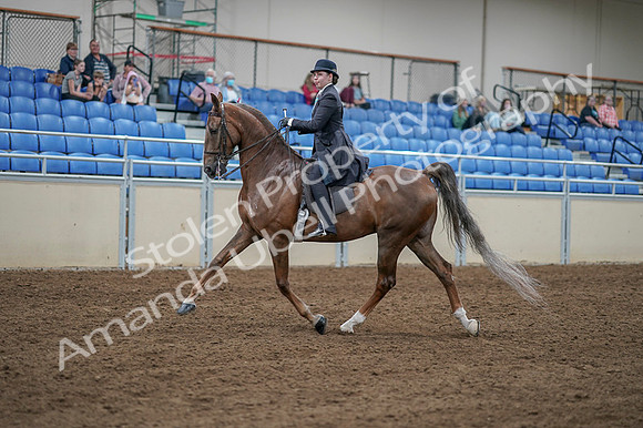 2020 - AB Morgan Horse - Fri, Sept 04 - 11292