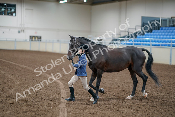2020 - AB Morgan Horse - Fri, Sept 04 - 00928