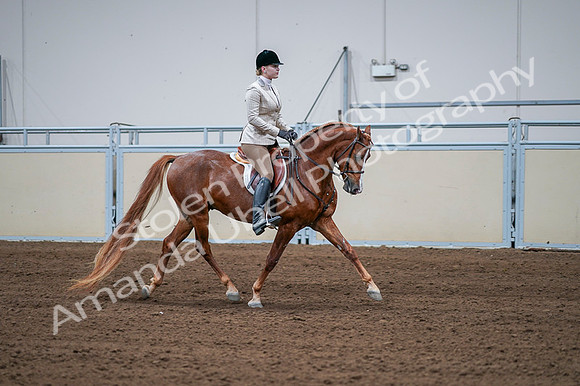 2020 - AB Morgan Horse - Fri, Sept 04 - 01832