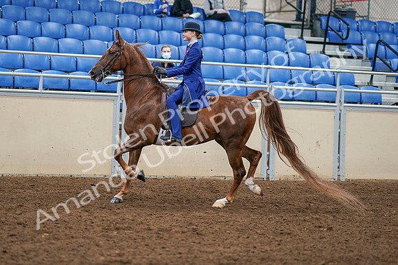 2020 - AB Morgan Horse - Fri, Sept 04 - 04890
