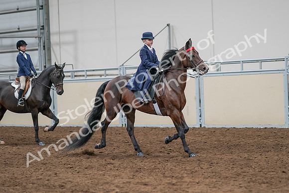 2020 - AB Morgan Horse - Sun, Sept 06 - 08011