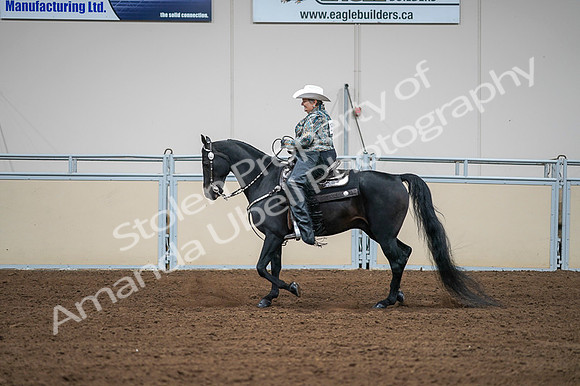 2020 - AB Morgan Horse - Fri, Sept 04 - 03617