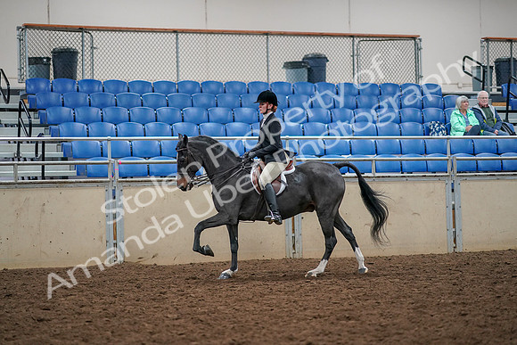 2019 Morgan Horse Show - Aug 30, 2019 - 23413