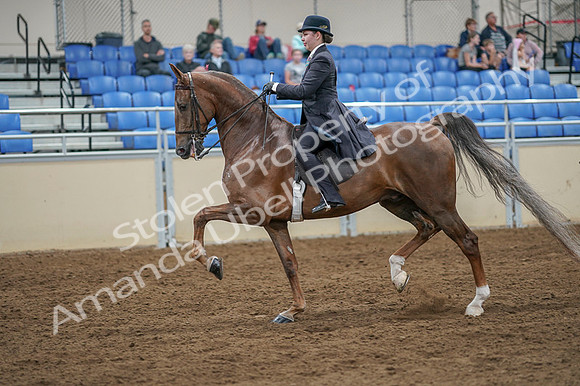 2020 - AB Morgan Horse - Fri, Sept 04 - 11104