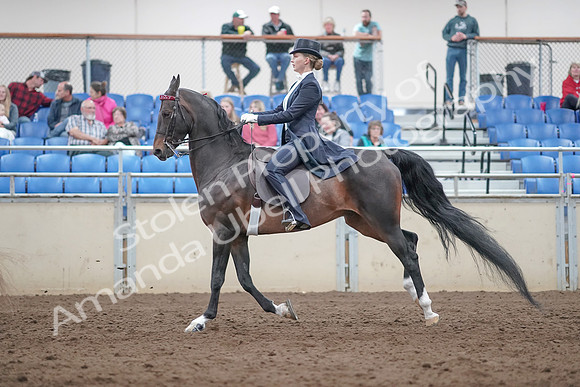 2019 Morgan Horse Show - Aug 31, 2019 - 20583