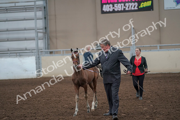 2019 Morgan Horse Show - Aug 31, 2019 - 00390