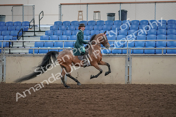 2019 Morgan Horse Show - Aug 30, 2019 - 28184