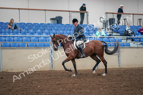2019 Morgan Horse Show - Aug 30, 2019 - 16281