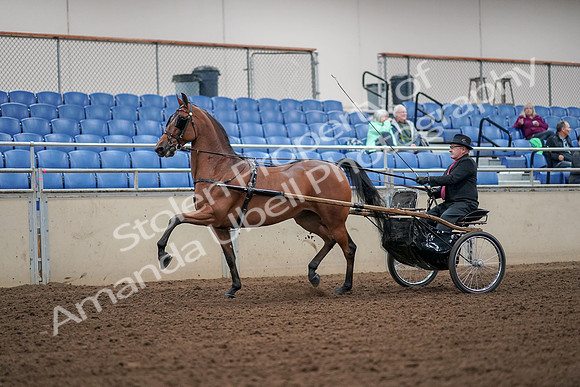 2019 Morgan Horse Show - Aug 30, 2019 - 13182