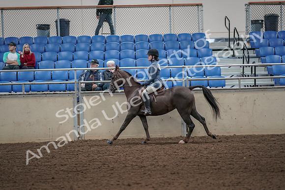 2019 Morgan Horse Show - Aug 31, 2019 - 05054