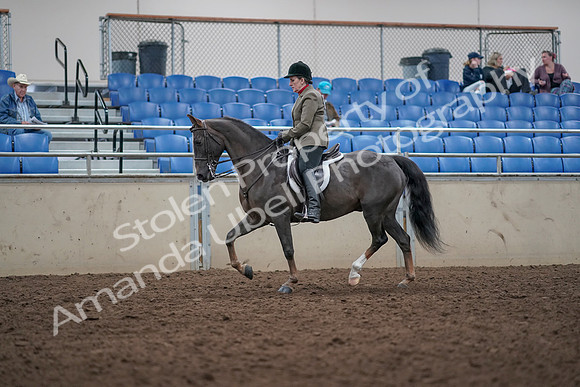 2019 Morgan Horse Show - Aug 31, 2019 - 14742