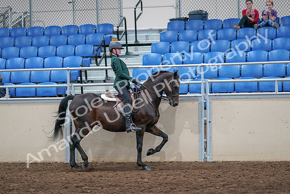 2020 - AB Morgan Horse - Sat, Sept 05 - 05171