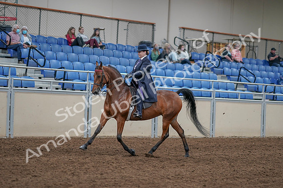 2020 - AB Morgan Horse - Fri, Sept 04 - 11214