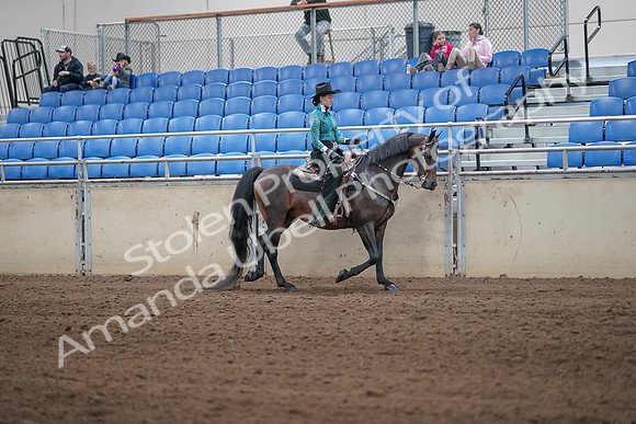 2019 Morgan Horse Show - Sept 01, 2019 - 07099