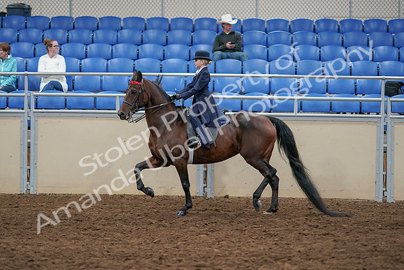 2020 - AB Morgan Horse - Sun, Sept 06 - 07702