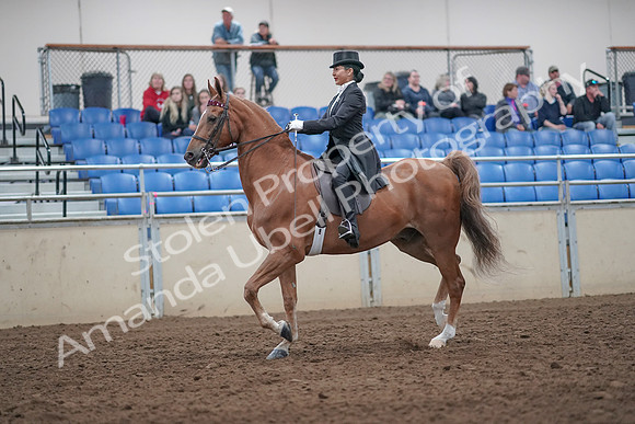 2019 Morgan Horse Show - Aug 31, 2019 - 20551
