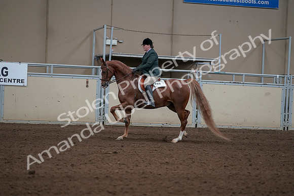 2019 Morgan Horse Show - Sept 01, 2019 - 12218