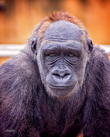 Zoo - 038