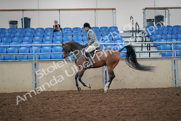 2019 Morgan Horse Show - Aug 30, 2019 - 17386